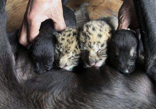 Çaresiz kalan hayvanat bahçesi yetkileri yavruları emzirmesi için bir süt anne buldular. En makul süt anne yakınlarda doğum yapmış bu köpekti.
<BR><BR>
Ama süt annenin gücü ancak iki yavruyu besmeye yettiği için diğer yavru hayatını kaybetti. Kalan iki yavurunun yaşatılması için hem süt anne hem de hayvanat bahçesi görevlileri üzerlerine titriyor...  
<BR><BR>
(Haber 7 - Fotoğraflar: AP)