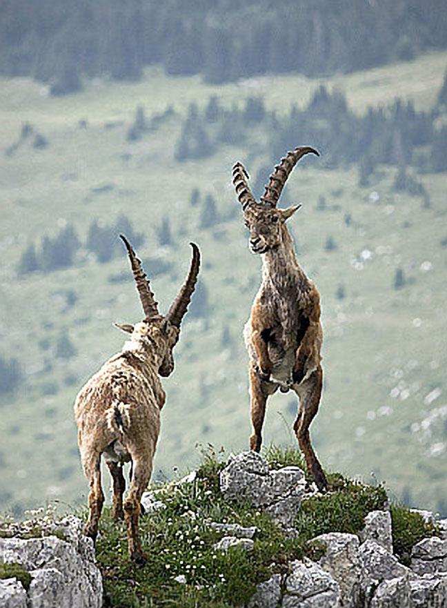 İnatçılıklarıyla bilinen keçilerin bu özellikleri bir defa daha kanıtlandı.