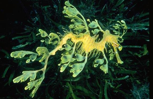 Leafy Seadragon (Yapraklı denizatı)