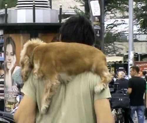 İki buçuk yaşındaki Amerikan cocker cinsi köpeğinin kendisi için değerli olduğunu ifade eden Acar, "Küçük ufak tefek bir şey. Millet ezer mezer kavgaya sebebiyet veririz. Tasması da yok o yüzden sırtımda taşıyıp eve götürüyorum." dedi.
<br><br>
Olay hayvanının ezilmemesi için dikkat köpek var tabelası yazdıran fıkra kahramanını hatırlattı.
