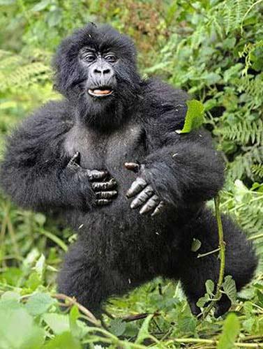 Ruanda'nın yüksek dağlarında yaşayan goril ailesini çekmeye giden vahşi doğa fotoğrafçısı Andy Rouse, alkollü bambu sapını yiyen gorillerin komik hallerini böyle görüntüledi.