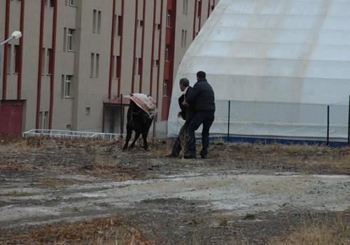 Kurban Bayramı'nın ilk kaçak haberleri gelmeye başladı. Erzurum'da kurban edilmek istenilen boğa sahibinin elinden kaçtıktan sonra şehir meydanında adeta terör estirdi.