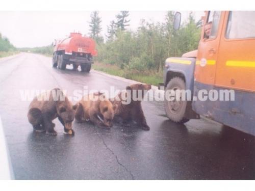 Rusya'da geçtiğimiz günlerde kameralara takılan masum dilenci ayılardan sonra ortaya çıkan yeni fotoğraf kareleri ayıların dilenmenin dışında rüşveti de çok iyi bir şekilde alabildiklerini gösteriyor.