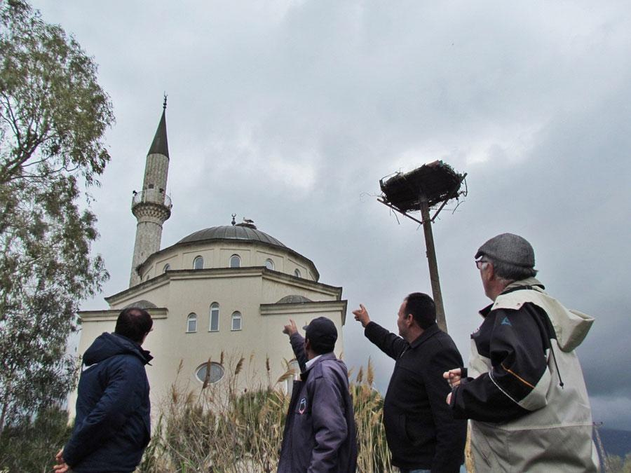 LEYLEKLERİ BEKLEYEN TEHLİKE
<br><br>
Leyleklerin en önemli besin maddesinin kurbağalar olduğunu söyleyen Sürücü sözlerine şöyle devam etti: "Leyleklerin beslenme alanlarındaki tonlarca kurbağa, her yıl olduğu gibi dışarıdan minibüslerle gelen kişilerce toplanmaktadır. Avrupa ülkelerinin lüks restoranlarına gönderilmek üzere toplanan ova kurbağaları, Söke Ovası'nda ekolojik bir denge unsuru taşımaktadır. Ova kurbağalarının doğadan toplanması yerine, kurbağa çiftliklerinin kurularak üretilmesi doğal dengenin önemli unsuru olan bu canlıların azalmasını önleyecektir. Su içindeki sivrisinekleri yiyerek insanlığa yararı olan ova kurbağaları, aynı zamanda doğadaki leylek, yılan ve diğer kuş türlerinin temel besinini oluşturmaktadır."