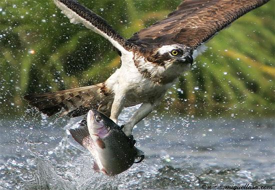 Bazı kuşlar balık yemeyi çok sever. Etobur kuş türleri için balık son derece lezzetli bir öğündür. Kuşların balık avlarından o an fotoğrafları: