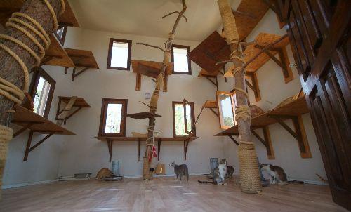 Bursa'da, sokak hayvanlarının modern tesislerde barınması için yapılan Osmangazi Belediyesi Sahipsiz Hayvanlar Doğal Yaşam ve Tedavi Merkezi'nde kediler vila tipi 'Kedi evi'nde kalıyor. Merkezi ziyaret edenler, durum karşısında şaşkınlıklarını gizleyemiyor.
<br><br>
Merkezde kedi evleri diğer hayvanların barınaklarından biraz farklı. 'Villa tipi' kedi evlerinde sokaklardan merkeze getirilenler dışında, bakımlarını yapamadıkları için sahipleri tarafından bırakılan kediler de yaşıyor. Veterinerler tarafından tüm sağlık kontrolleri, bakımları ve kısırlaştırmaları yapılan kedilerden şanslı olanları, yeni sahip bulana kadar villalarda yaşıyor.
<br><br>
Osmangazi Belediye Başkanı Mustafa Dündar, sokaklarda yaşayan hayvanların günlük hayatın bir parçası olduğunu söyledi.
