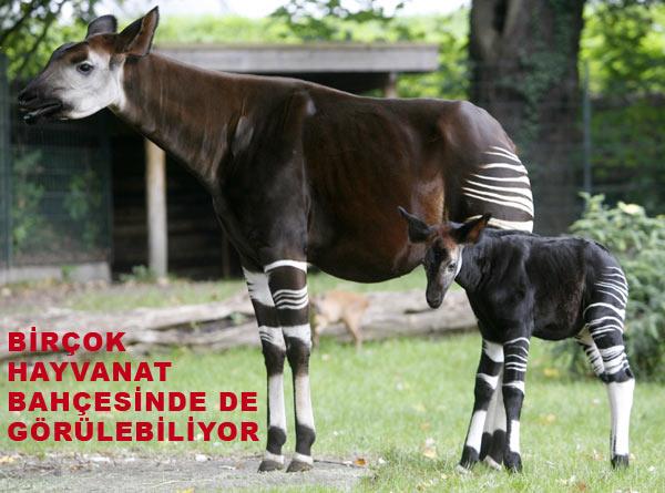 Ne ceylan ne zürefa bu okapiyi