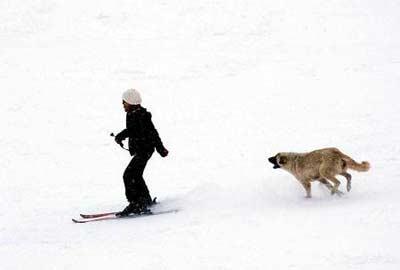 Uludağda bu pozisyonda bir köpekle siz karşılaşsanız ne yapardınız? Kar kalınlığının 2 metreye ulaştığı Uludağ'a insanlar karın tadını çıkartırken, talihsiz bir kayakçının köpek korkusu ilginç manzaralar ortaya çıkarttı...
