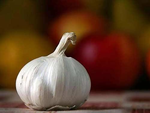 Sarımsak: Hani bir zamanlar, Ey Musa, biz tek çeşit yemeğe asla katlanamayacağız, yeter artık bizim için Rabbine dua et de bize yerin yetiştirdiği şeylerden; sebzesinden, acurundan, sarmısağından, mercimeğinden ve soğanından çıkarsın. dediniz. O da size O üstün olanı daha aşağı olanla değiştirmek mi istiyorsunuz? Bir kasabaya konaklayın o vakit istediğiniz elbette olacaktır. dedi. Üzerlerine zillet ve meskenet damgası vuruldu ve nihayet Allahdan bir gazaba uğradılar. Evet öyle oldu, çünkü Allahın âyetlerini inkâr ediyorlar ve haksız yere peygamberleri öldürüyorlardı. Evet öyle oldu, çünkü isyana dalıyorlar ve aşırı gidiyorlardı. (Bakara sûresi / 61)