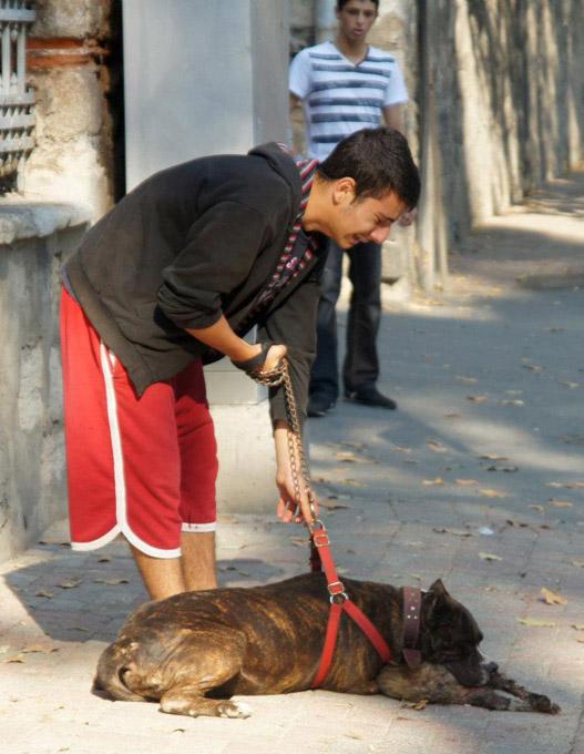 İstanbul'un Beşiktaş semtinde pitbull cinsi köpek sahibinin gözyaşlarına aldırmadan bir kediyi parçaladı. Cadde ortasında yaşanan korkunç olay vatandaşları dehşete düşürdü: