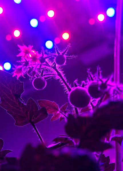 Güneş ışığı yerine LED aydınlatma teknolojisini kullanan Hollandalı bilimadamları, sebze yetiştirmeyi başardı.