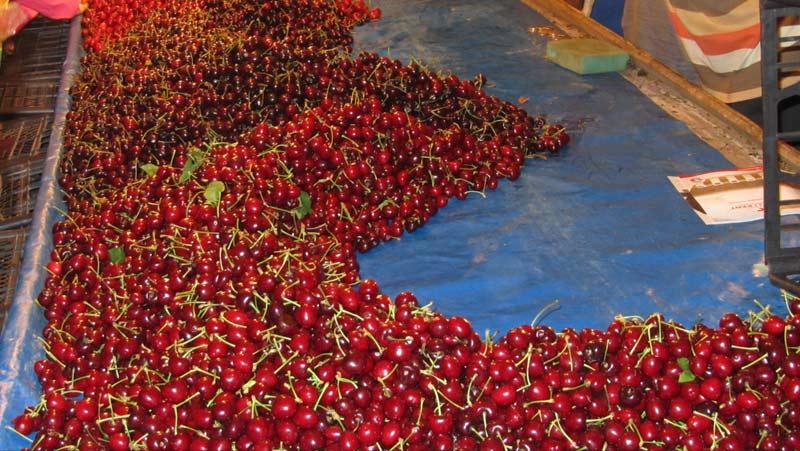 Bu tür festivallarin en güzel tarafı doya doya kiraz yiyebilme şansı yakalamak...