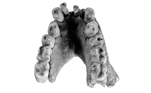 Gigantopithecus