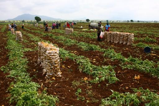 Çukurova'da, hasadına başlanan erkenci patates ile soğanın, geçen yılın aksine bu yıl oluşan yüksek fiyatlarla üreticisinin yüzünü güldürdü.