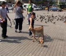 Taksim Meydanı, bu kez iki farklı aşığı misafir etti. Sahibiyle birlikte meydanı gezmeye geleni keçi ile horozun bir birlerine olan bağı, görenleri hayrete düşürdü. Horoz, Taksim'de gezinen keçiyi bir an olsun yalnız bırakmadı.(CİHAN/Sümer Avcı)