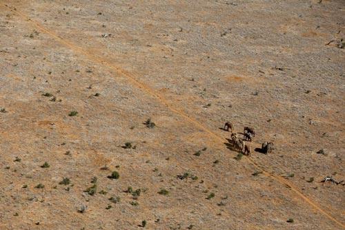 Kenya'nın sahil eyalati Tsavo'nın Doğu Ulusal parkında yürüyen bir fil ailesinin havadan görünüşü