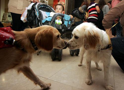 Antalya köpek güzellik yarışması