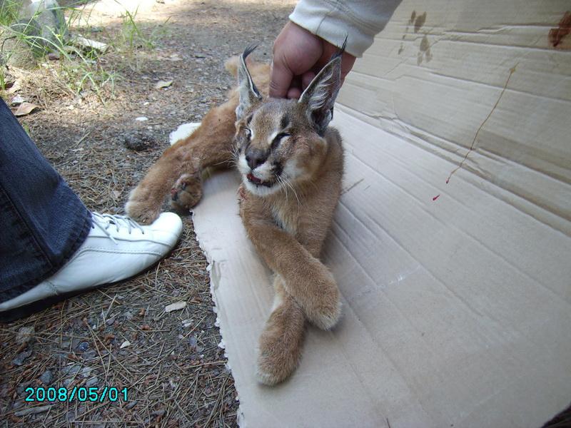 Pardus geçtiğimiz sene ilk kez yaralı olarak tesadüfen bulunmuş ve Haber 7 tarafından ilk kez görüntülenmişti.