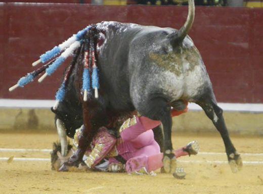 İspanya'nın en popüler matadorlarından Juan Jose Padilla bir an sendeleyince boğanın altında kaldı. Matador diğer arkadaşlarının yardımıyla ölümden döndü.