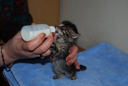 <p><strong>4. Kedi yemek verdiğinizde mırlayarak da olsa sevindiğini belli eder.</strong></p>