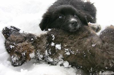 AĞRI'NIN FIRAT MAHALLESİ'NDE ŞİDDETLİ SOĞUKLAR YÜZÜNDEN DONARAK ÖLEN YAVRU KÖPEĞİN BAŞ UCUNDA ANNESİYLE BİRLİKTE NÖBET TUTAN KARDEŞİ, GÖRENLERİ DUYGULANDIRDI. FOTOĞRAF: AHMET GENÇ