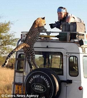 Afrika'da safariye çıkan belgesel ekibi, çekim otosunun üzerine tırmanan leoparı görünce büyük panik yaşadı. Fotoğrafçının leoparla burun buruna geldiği an: