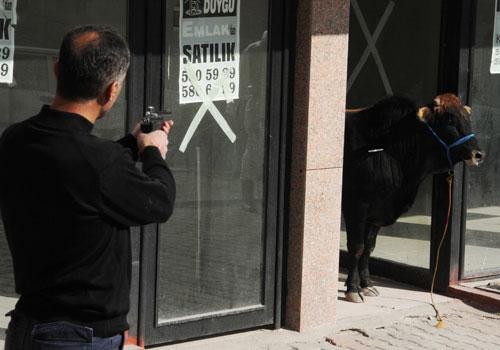 Kurban Bayramı'nın ilk kaçak haberleri gelmeye başladı. Yurdun çeşitli yerlerinde kurban edilmek istenilen boğalar sahiplerinin elinden son dakikada kaçıp adeta terör estirdi.