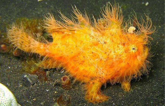 Hairy Frogfish (Tüylü kurbağa balığı) Deniz altı çölünün başka bir üyesi olan kurbağa balığı, dilediği anda kumun içinde görünmez hale gelebiliyor.