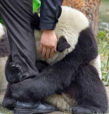 2 - 2006da Çinde çekilen bu fotoğrafta bir panda bir adamın bacağına sarılıyor. Çin Panda Koruma Merkezinde çekilen bu fotoğrafta dev panda kendisini besleyen adama minnetini böyle gösteriyor.
