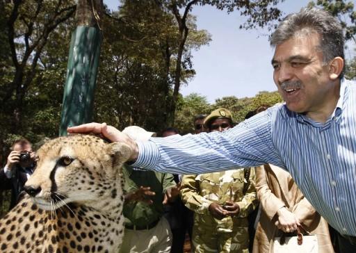 Cumhurbaşkanı Abdullah Gül, eşi Hayrünnisa Gül, Devlet Bakanı Said Yazıcıoğlu, Ulaştırma Bakanı Binali Yıldırım ve heyettekilerle Nairobi Ulusal Parkı'n çitaların bulunduğu kafese girdi ve çita sevdi...