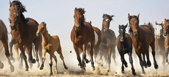 İngiliz fotoğraf ustası Tim Flach'ın "Atlar Dünyası" adlı fotoğraf sergisi