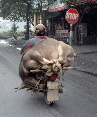 Bir 'dana ferhat vakası da Vietnam'da ortaya çıkmış ve motosiklet üzerine bağlanmış kocaman hayvanın bu görüntüsü görenlere pes dedirtmişti.