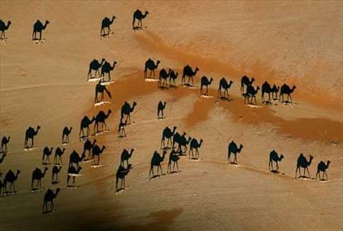 10- Bu kuşbakışı fotoğraf ilk bakışta çölde gezen develerin güzel bir fotoğrafı gibi gözüküyor. Oysa gözüken siyahlıklar develerin gölgeleri. Gölgelerin daha büyük gözükmesinin sırrı ise yoğun güneş ile birlikte kamera açısının yarattığı muazzam ilüzyon. Fotoğraf National Geographicin de kapağında yer aldı.