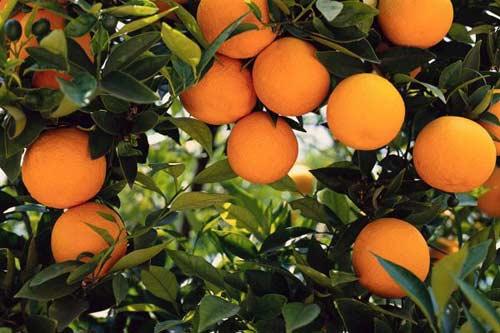 <strong>TURUNÇGİLLER:</strong> Egzersiz sırasında yağların yüzde 30 oranında daha hızlı yanmasını sağlar.Sonraki"Yiyeceklerinize bol bol limon sıkabilirsiniz.