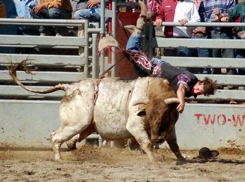 Rodeo esnasında yaşanan tehlikeli anlar...