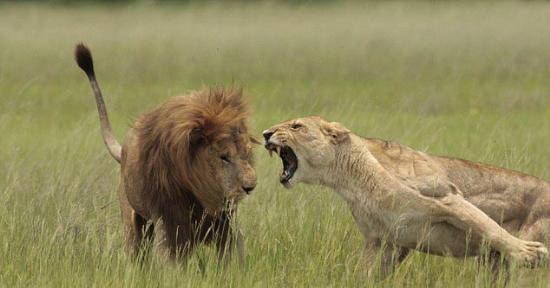 Ünlü doğa fotorafçısı Lee Wittarm'ın geçen ocak ayında Botswana'nın Okavango Deltası'nda, aslanlarla ilgili yeni belgeselinin çekim çalışmaları sırasında, yavrularının babası olan erkek aslanla dişi aslanın kavgaya tutuştukları an, objektife yakalandı.