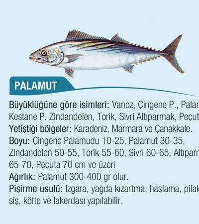 Marmara, Karadeniz ve Çanakkale'de yoğun olarak avlanan palamut bir yüzey balığıdır