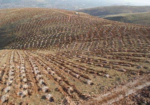 Malatya Valiliği, ilk kez uygulan teknik ile kayalıklara 300 bin çukur açarak Beydağı'nı yeşillendirdi. Artık Malatyalılar Beydağı'nın kel tepeleri yerine yeni filizlenen fidanları görüyor.