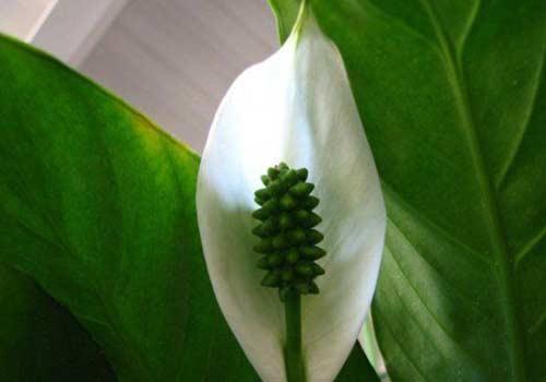 Barış çiçeği (spathiphyllum) trichloroethylene, benzen ve formaldehiti süzüyor.