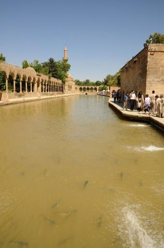 Şanlıurfada yerli ve yabancı turistlerin uğrak yeri olan tarihi Balılgöl, son günlerde suyunda görülen kirlilikten dolayı, bulanık renge dönüştü. Kutsal olduğuna inanılan balıklar çamura battı