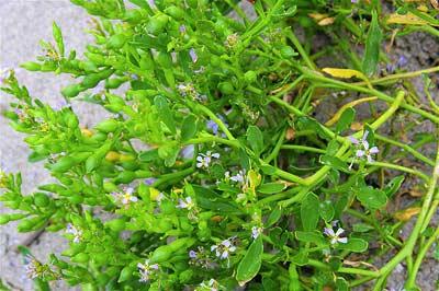 Dudley, ABDde Göller Bölgesinde yetişen turpgiller sınıfından eğri büğrü bir otu (American sea rocket) inceledi. Çalışmada farklı türde bitkilerle birlikte yetişen bitkinin köklerini olabildiğince uzağa uzattığı, alabildiği kadar suyu ve besinleri emmekte tereddüt etmediği ortaya çıkmıştı. Ancak Dudley aynı alana aynı türden bitkileri ektiği zaman bitki köklerini bu kadar uzatmıyor ve besin ve suyu paylaşıyordu.
<br><br>
Bunu izleyen bir başka çalışmada Newarktaki Delaware Üniversitesinden Meredith Biedrzycki ile işbirliği yapan Dudley, bu sinyallerin eksüda (rizosfere uzanan köklerin salgıladığı fenol, flavanoid, şeker, organik asit, amino asit ve proteinten oluşan kokteyl) şeklini aldığını keşfetti. Bütün bunların bitkilerin akrabalarına tanımalarına nasıl yardım ettiği henüz bilinmiyor (Communicative&Integrative Biology, vol 3, p 28).