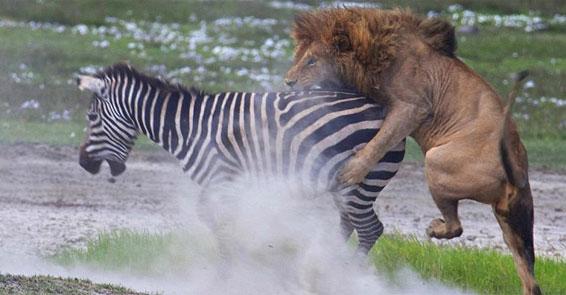 Çamurluk arazide zebraya yaklaşan iki aslanlardan bir tanesi arka taraftan gelerek zebrayı pençeleriyle yakalamaya çalıştı. Aslan, zebrayı yere indirerek parçalamaya niyetliydi ama hiç beklemediği bir çifte darbesiyle dünyasını şaşırdı. Zebranın can havliyle attığı çifte aslanın suratına denk geldi.