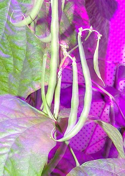 Laboratuardaki kırmızı ve mavi LED ışıkları altında yeşil biber, patlıcan, domates, çilek, muz ve fesleğenler yetiştirilebiliyor. Gece ve gündüz saatlerini taklit edebilmek için ışıklar gerçek zamanlı olarak kapatılıp açılıyor. Su, ihtiyaç durumuna göre bitkilere damla damla veriliyor. Bitkiler 14 ayrı katmanda yetiştiriliyor. Laboratuarda, patates gibi yer kaplayacak ürünlere yer verilmemiş.