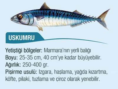 Uskumru da bir yüzey balığıdır