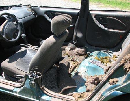 Sivas'ta 2003 yılında sahibi tarafından otomobile bindirilip veterinere götürülen ve dünyaca üne kavuşan 'Dana Ferhat'ın ardından bir vaka da ABD'de objektiflere yakalandı.
