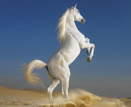 İngiliz fotoğraf ustası Tim Flach'ın "Atlar Dünyası" adlı fotoğraf sergisi