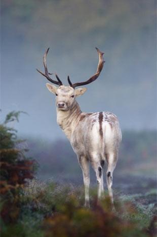 İngiltere'de her yıl düzenlenen British Wildlife Fotoğraf Ödülleri sahiplerini buldu. Bu yılın birincisi,Sula Sgeir denilen küçük ve ıssız bir İskoç adasında çektiği denizanası fotoğrafıyla Richard Shucksmith oldu. İşte yarışmada dereceye giren vahşi yaşamın içinden etkileyici kareler