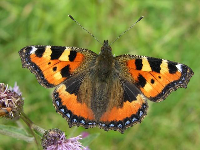 <p><strong><span style="text-decoration: underline;"><span style="color: #0000ff;">Aglais urticae (Aglais)</span></span></strong><br /><br />Kırmızımsı turuncu kanat üstü ve mavi benekli kanat kenarları ile dikkat çeker. Kışı ergin olarak kış uykusunda geçirir.</p>