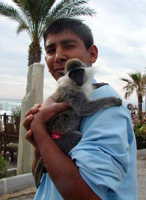 Antalya'nın Manavgat il&ccedil;esi Side beldesinde bir restoran işletmecisi Brezilya'dan satın aldığı Tamarin cinsi maymuna &ccedil;ekirdek yetiştiremiyor. k&uuml;&ccedil;&uuml;k maymunun g&uuml;nl&uuml;k 4 paket &ccedil;ekirdek yiyor.