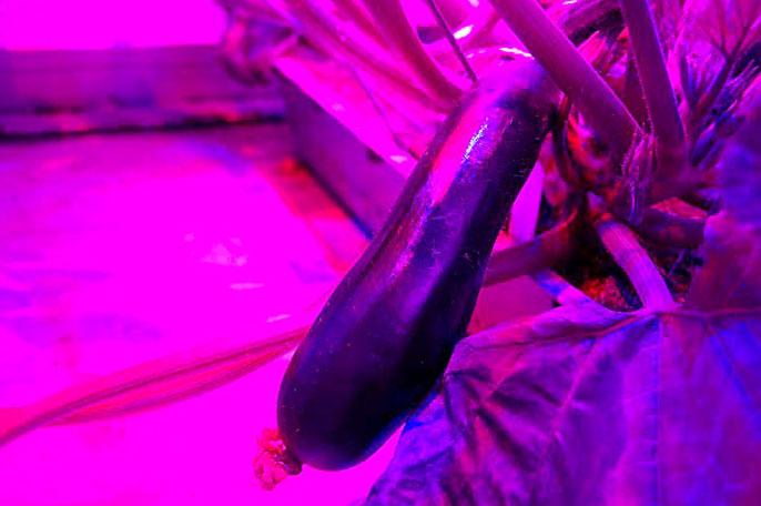 Hollanda'nın Den Bosch bölgesinde yer alan araştırma firması PlantLab'daki biyomühendisler, çiftçilik yapabilmek için güneş ışığı yerine güçlü LED lambalar kullandı. İleri teknoloji ürünü bir seraya benzeyen laboratuarda, 1 kilo domates yetiştirmek için sadece 1 litre su harcanıyor. Sıradan bir çiftlikte, bu miktarda ürün elde edebilmek için 60 litre su gerekiyor.